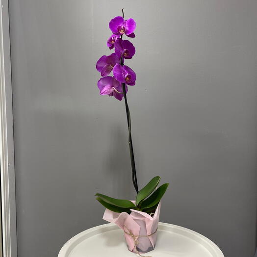 Орхидея Фаленопсис 1 ствол