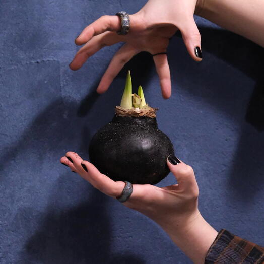 Мистически черная луковица амариллиса