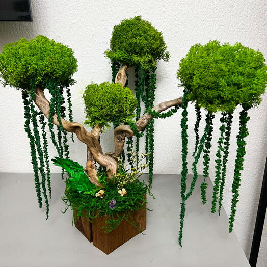 Дерево бонсай джунгли 2