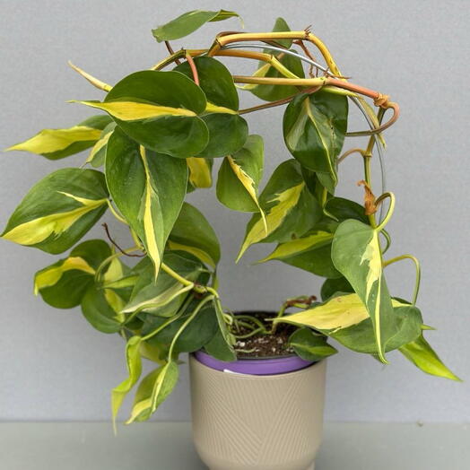 Филодендрон (PHILODENDRON BRASIL)