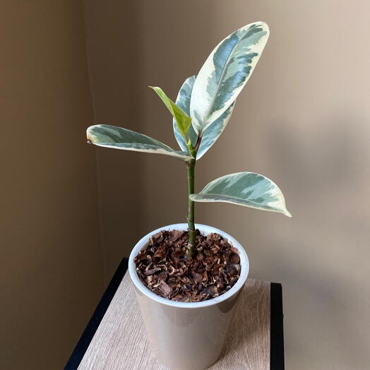 Комнатное растение фикус