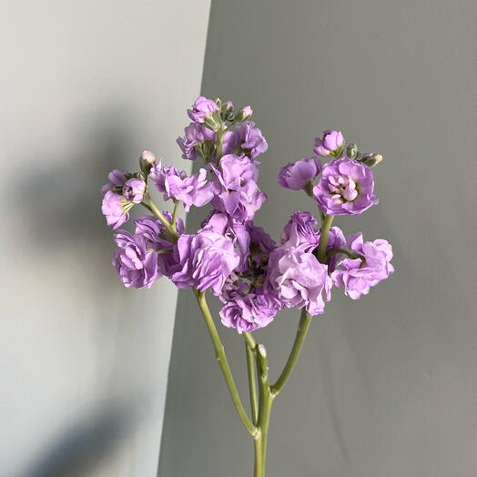 Маттиола лавандовая 💜