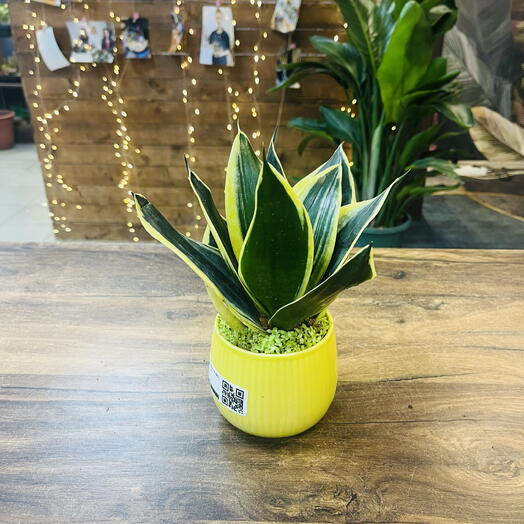 Сансевиерия в керамическом горшке