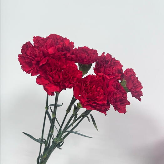 8 красных гвоздик