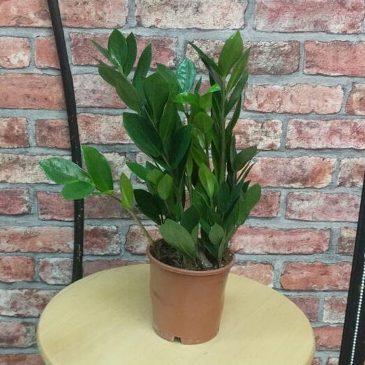 Indoor plant "Zamiokulkas"