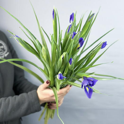 Ирис синий в пачке (25 шт)