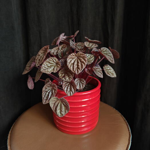 Peperomia Caperata in a red pot