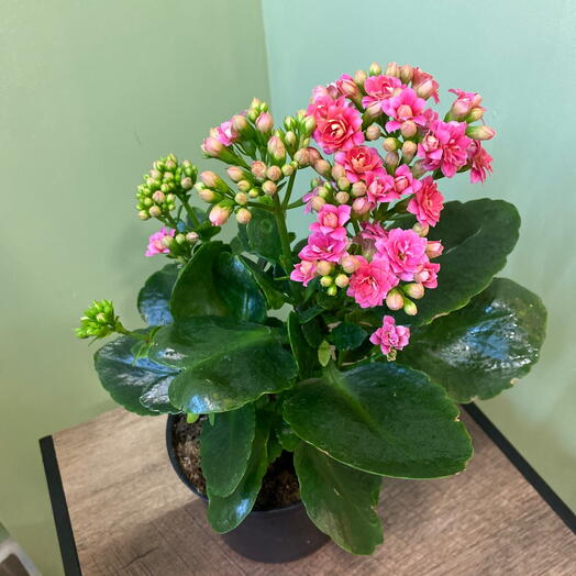 Комнатное растение каланхоэ цветущее