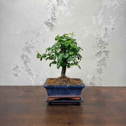 Сагереция 10 лет