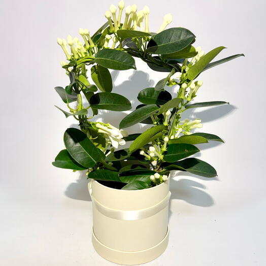 Стефанотис Мадагаскарский Жасмин в подарочной коробке, 40см, 1шт