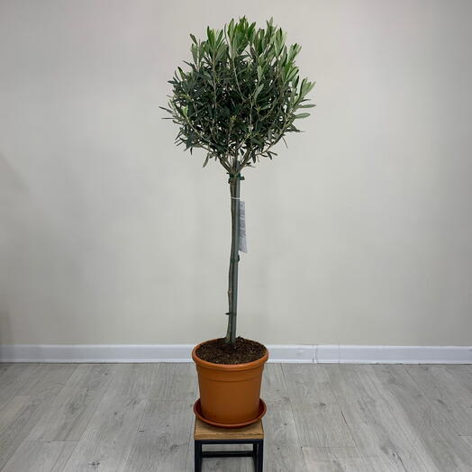 Комнатное растение Оливковое дерево Олива с бутонами в горшке d21cm высота 120 см на подарок