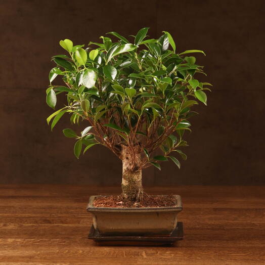 Бонсай Фикус в прямоугольной плошке 40 см