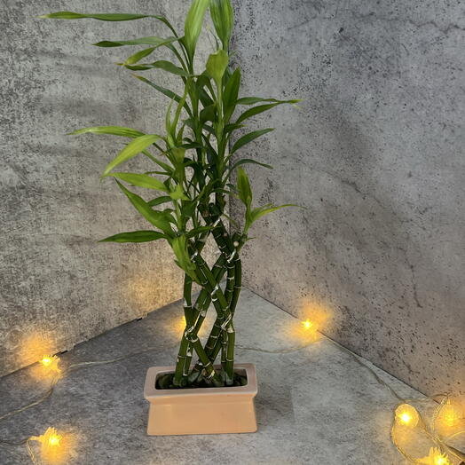 Бамбук Каскад (Lucky Bamboo)