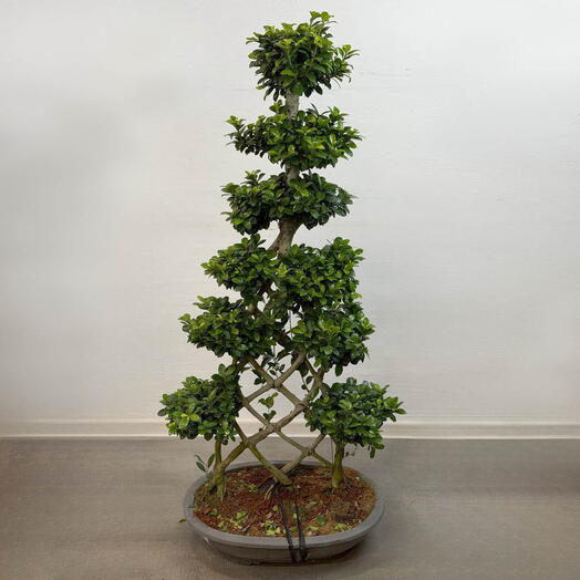 Эксклюзивный плетёный Бонсай (Дерево Удачи) Фикус Гинсенг