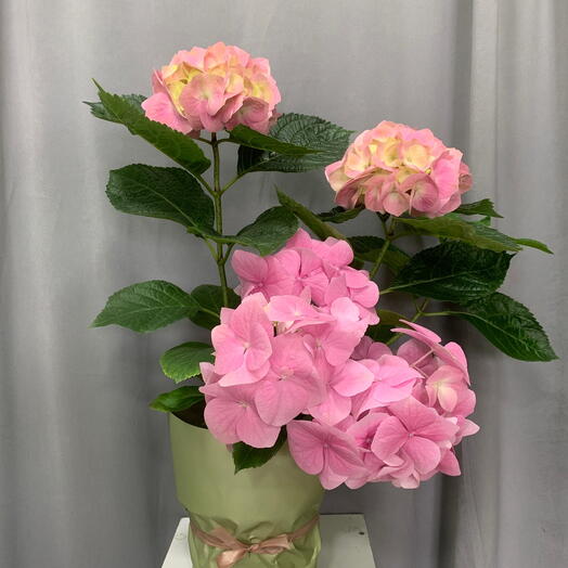 Гортензия  розовая