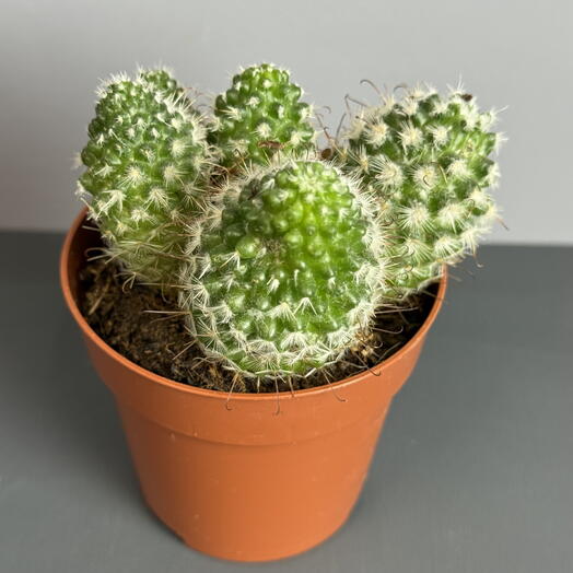 Кактус 5 в одном 🌵🌵🌵