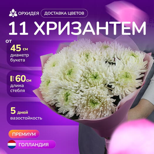 Букет 11 Хризантем магнум белые