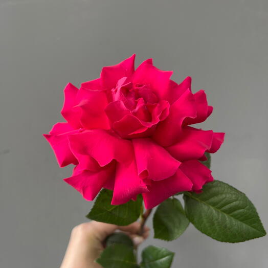 Роза французская малиновая🌺