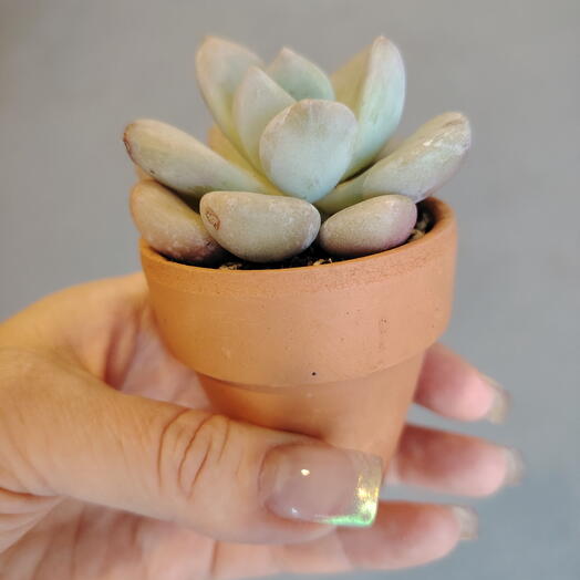 Пахиверия Опалина (Pachyveria Opalina)