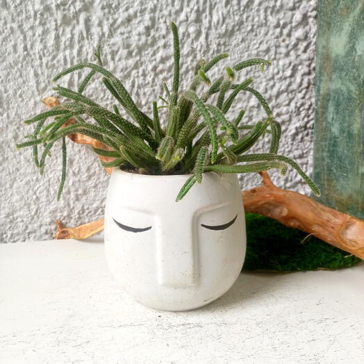 Ripzalez in a concrete planter "Head"
