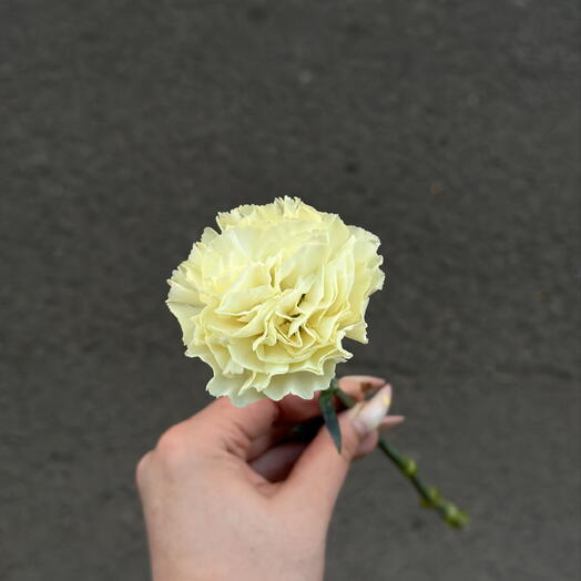 Диантус лимонный / гвоздика лимонная 💛
