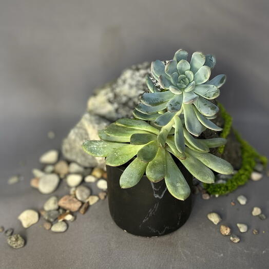 Эхеверия изящная (Эхеверия элеганс) / Echeveria elegans