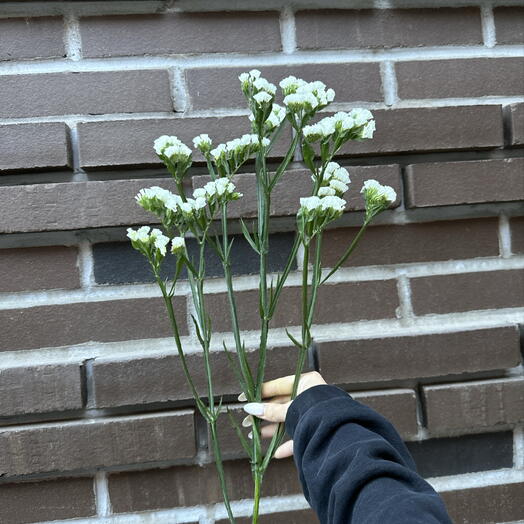 Статица белая