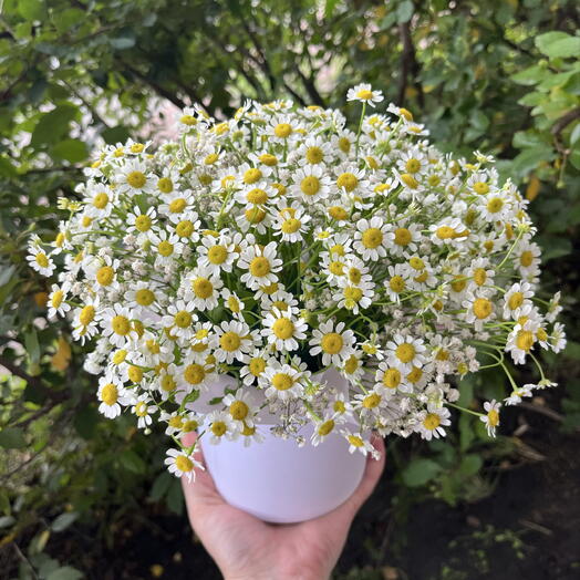 Летний композиция из ромашки 🌼