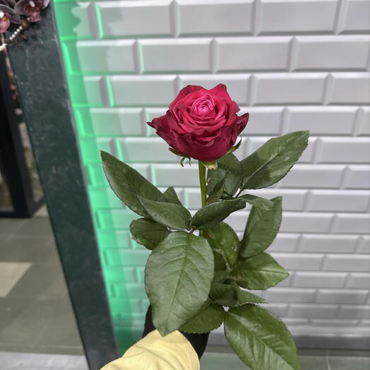 Роза Адмирал