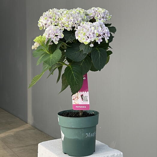 ГОРТЕНЗИЯ hidrangea magical лавандовая, деревце на штамбе (подходит как для помещений так и открытого грунта)