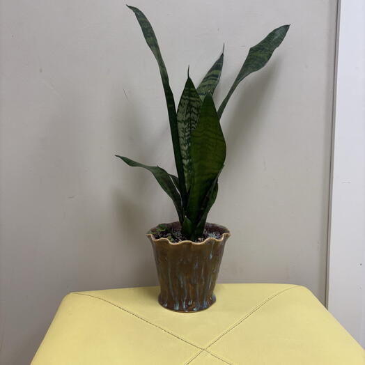 Сансевиерия (Sansevieria) в керамическом горшке ручной работы