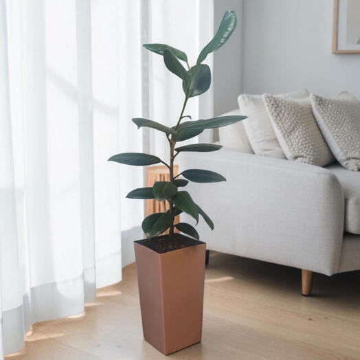 Ficus elastica «Burgundy» - Фикус эластика Бургунди