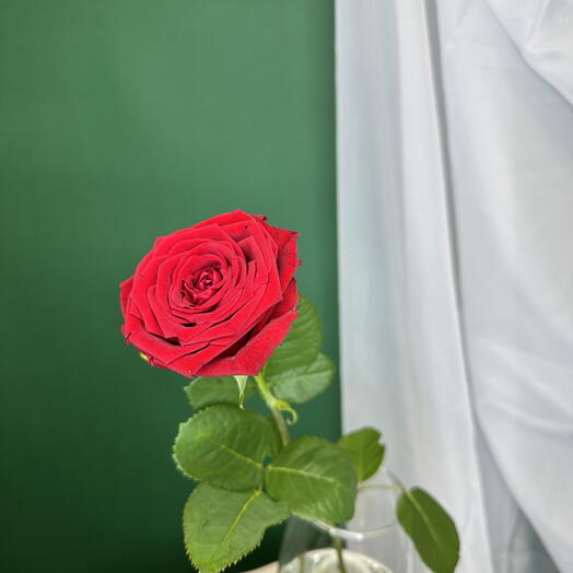 Роза 🌹 ♥️♥️🥰♥️