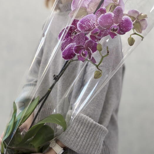 Орхидея Лиодоро 💜