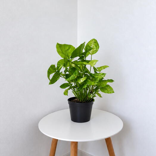 Syngonium ‘Golden Allusion  – Soft Golden Tropical Foliage