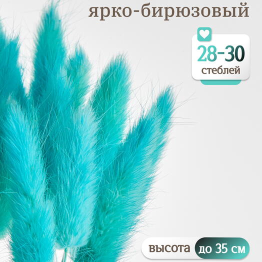 Лагурус ярко-бирюзовый 30 шт. Высший сорт. Высота 25-35 см М491