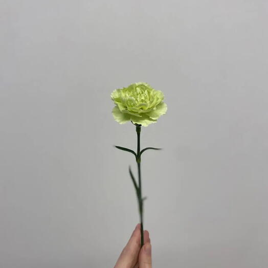 Гвоздика зеленая