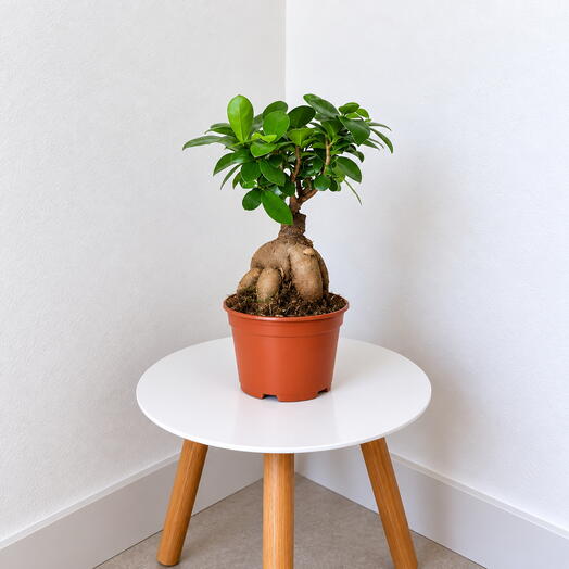 Ficus Ginseng