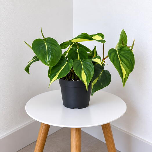 Philodendron ‘Brasil  – Vibrant Tropical Climber