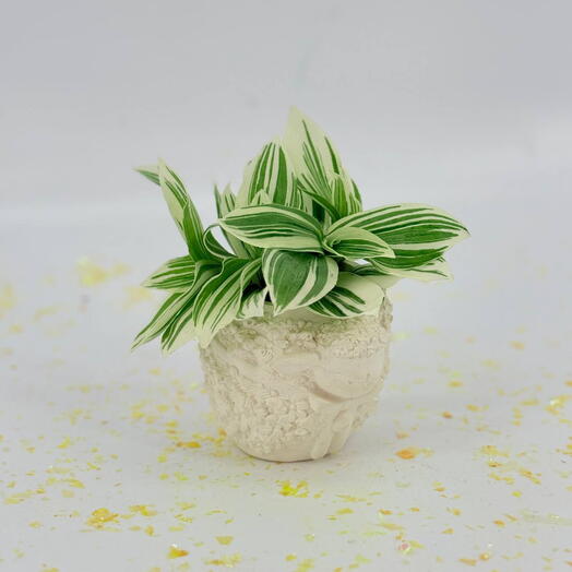 Комнатное растение Традесканция альбифлора в гипсовом кашпо овечка символ нового года 2027