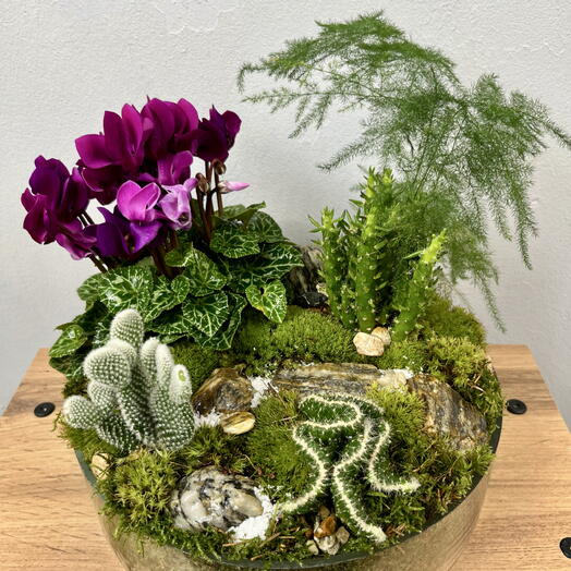Красивый флорариум с цикламеном и кактусами