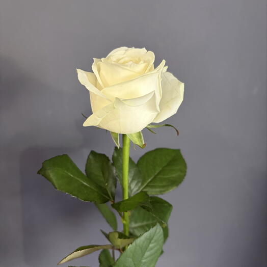 Роза белая