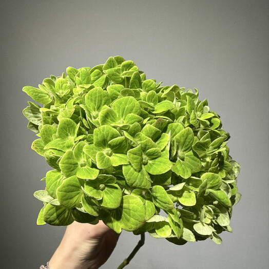 гортензия Green