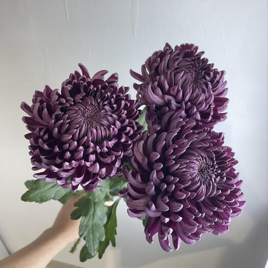 Букет Хризантема бигуди фиолетовая 💜