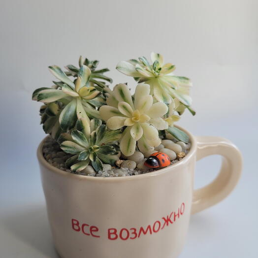 Всё возможно