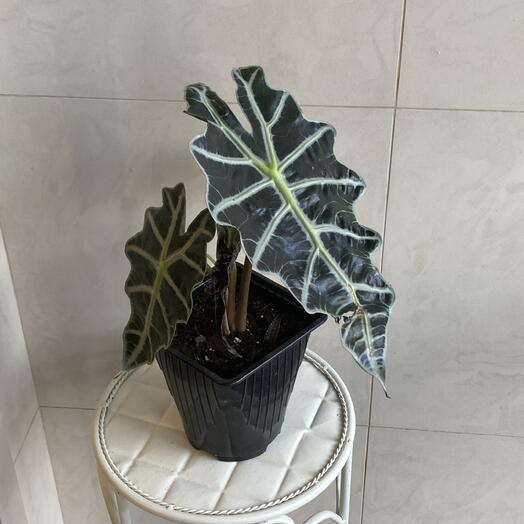 Алоказия Полли 💚
