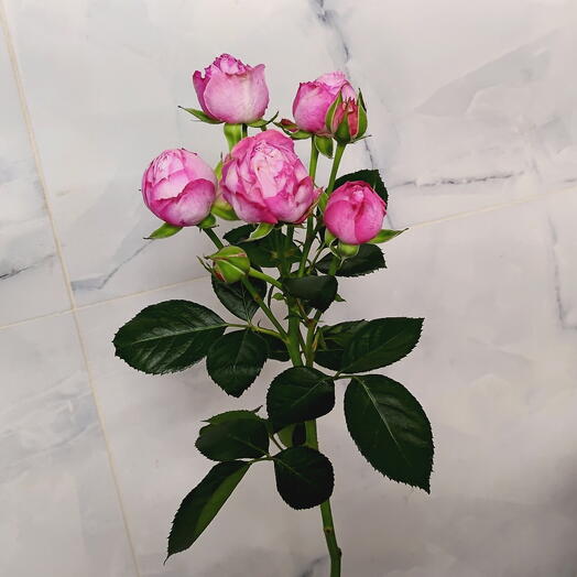Pink Spray Rose