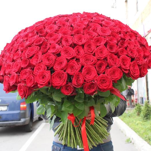 201 roses