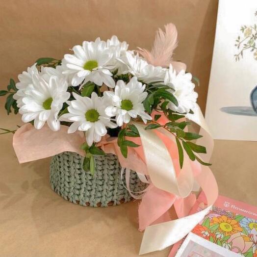 Chrysanthemums🌱