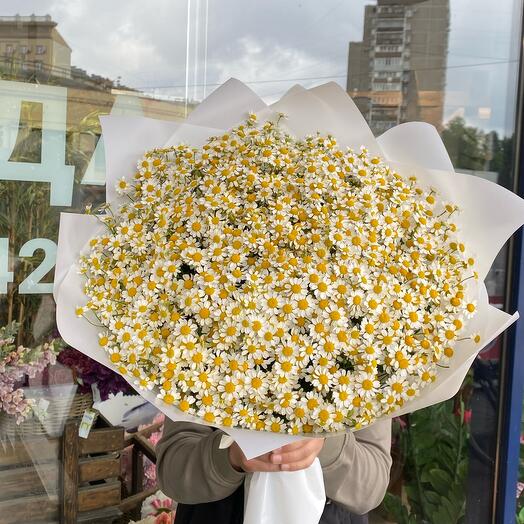 Chamomile